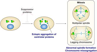 Experimental and Natural Induction of de novo Centriole Formation